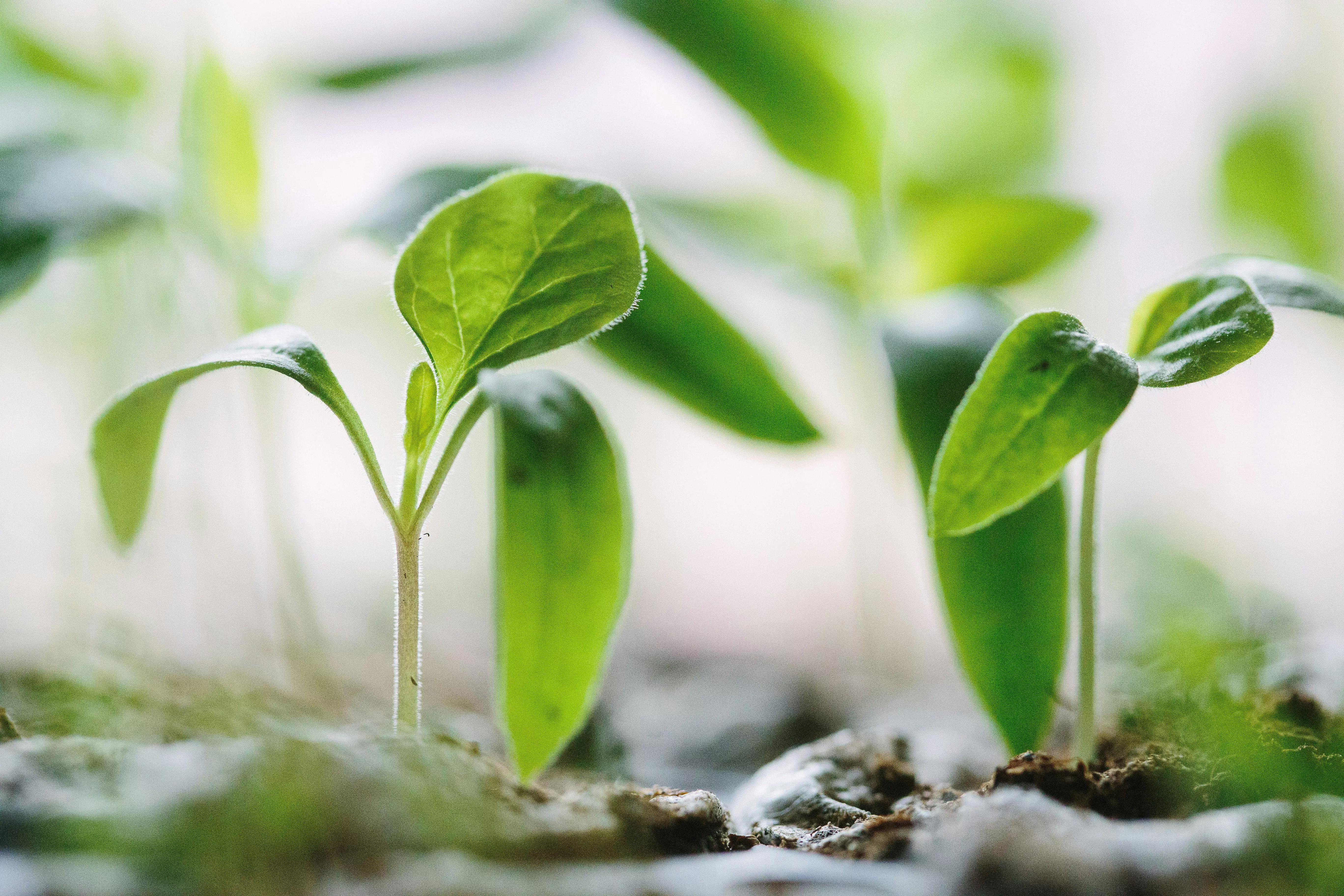 Close-up photograph of green shoots growing  in soil.